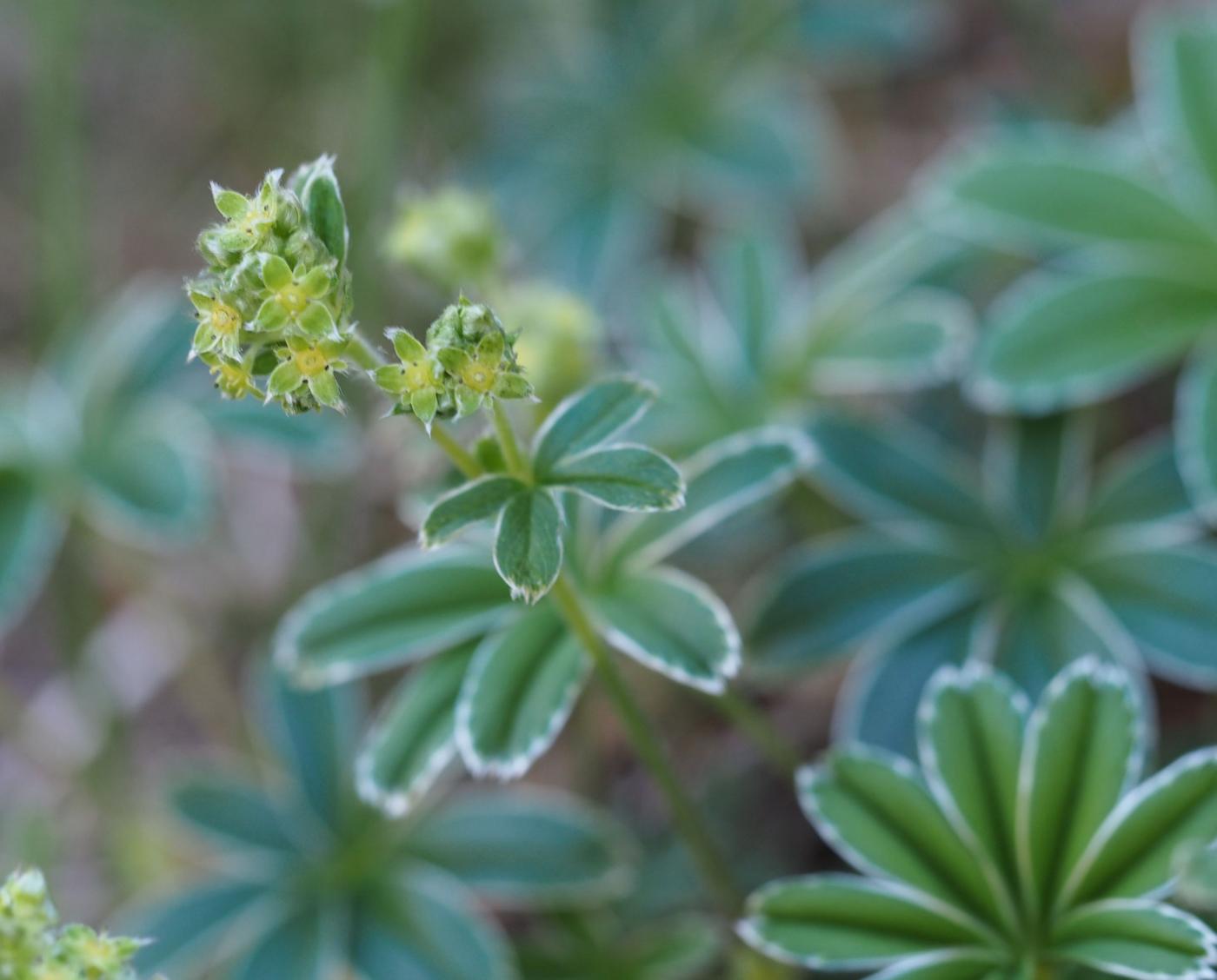 Lady's Mantle, [of the Causse] flower